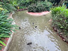 -广州长隆飞鸟乐园