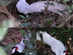 -火炉山森林公园