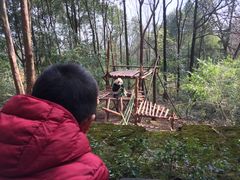 景点-成都大熊猫繁育研究基地