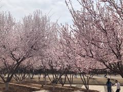 -永定河休闲森林公园
