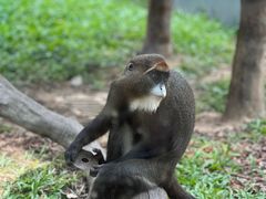 -深圳野生动物园