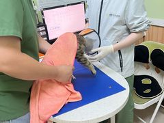 -瑞鹏宠物医院·夜间急症·心超·猫科(祖庙分店)