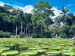-中国科学院西双版纳热带植物园