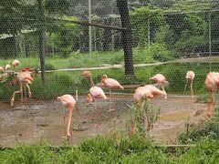 -石家庄市动物园