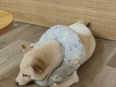 -柴迷FANS CLUB·柴犬狗咖·猫咖