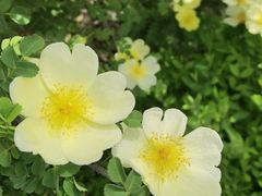 -西青郊野公园