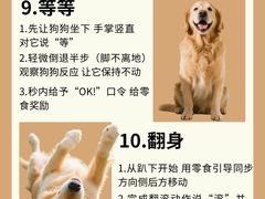 -翊宠yipet猫狗购宠庄园