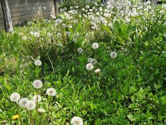 -乌村