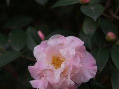-南山植物园