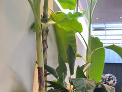 -单家老院·院子里的青岛菜(沙子口店)