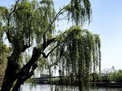 -高东镇樱花园