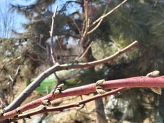 -大兴滨河森林公园