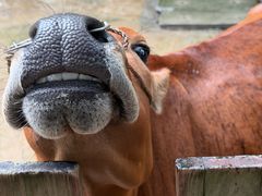 -广州长隆飞鸟乐园