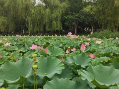 -莲花池公园