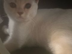 -中农国际动物医院24小时·猫科·骨科·急重症中心