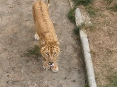 -西霞口神雕山野生动物世界