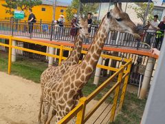 -西霞口神雕山野生动物世界