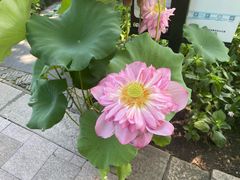 -上海醉白池公园