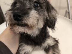 -有喵·猫咖·狗咖·40+猫狗有小奶狗(岗厦店)