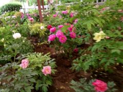 -洛阳郁金香牡丹园