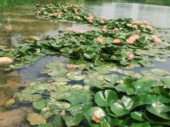 -艾溪湖湿地公园