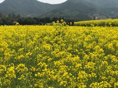 -新建村梅花