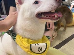 -逗柴咖啡屋·狗咖猫咖宠物桌游