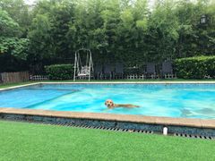 -汪说喵讲宠物乐园宠物酒店(红星美凯龙店)