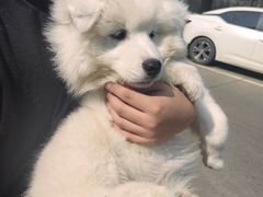 -贝康宠物医院·犬猫全科·小动物特色诊疗中心(东环路店)