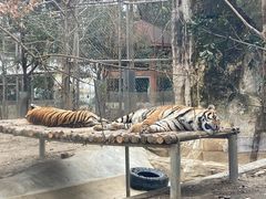 -成都动物园