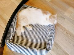 -CAT’S MEWSTAR CAFE·喵星球猫屋(晴湾咖啡店)
