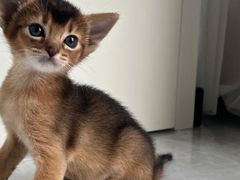 -猫十亿·布偶金渐层·曼基康矮脚猫舍(青年路店)