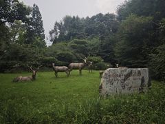 -北京麋鹿生态实验中心