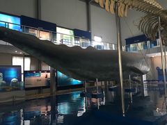 -上海海洋大学鱼文化博物馆(军工路校区)