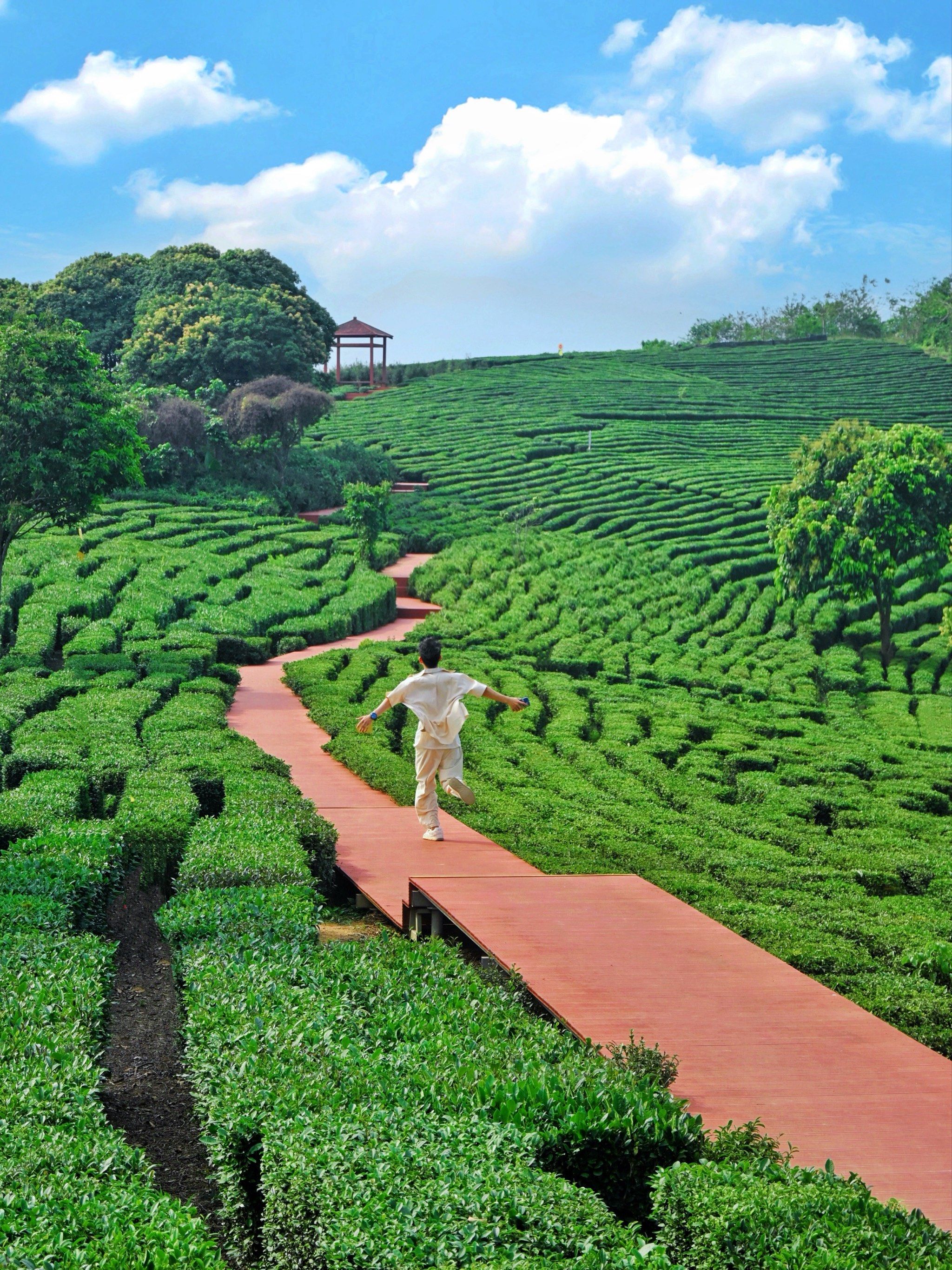 惠州这万亩茶园,是现实版宫崎骏漫画世界吧🍃