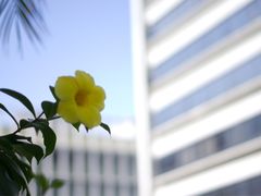 -香港大学