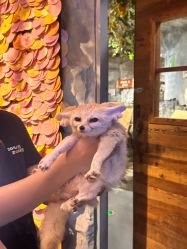 -Zoolung Zoolung动物主题公园(海信广场店)