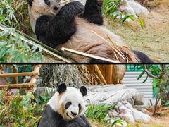 -灵玲国际马戏城