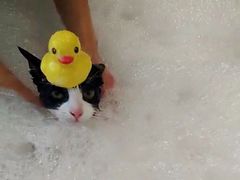 -PETKIT小佩宠物(古北店)