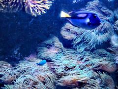 -悉尼海洋生物水族馆