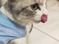 -汪喵宠物医院·骨科心脏影像·犬猫急重症ICU诊疗中心(成华分院)