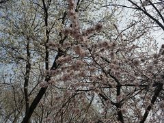 -桃花堤公园