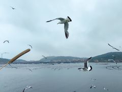 -长岛万鸟岛