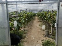 -马陆小张葡萄园农家乐