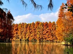 -上海海湾国家森林公园