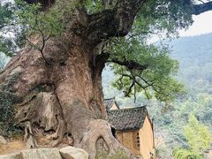 -杨家堂村