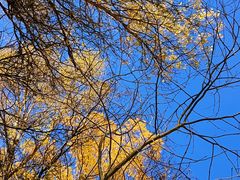 -金塔沙漠胡杨林景区