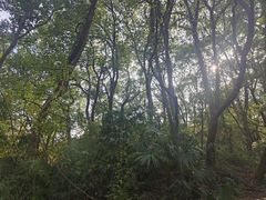 -苏州上方山国家森林公园