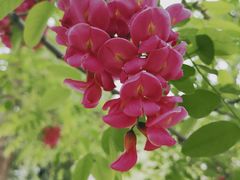 -永定河休闲森林公园