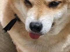 -逗柴咖啡屋·狗咖猫咖宠物桌游
